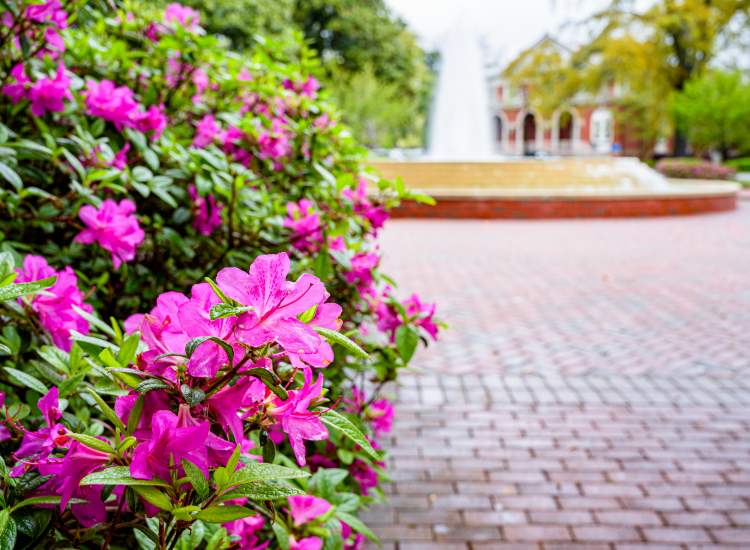 ECU Wright Plaza